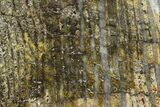 Strelley Pool Stromatolite Slab - Billion Years Old #150684-1